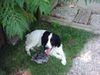 English Springer Spaniel Hund