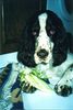 English Springer Spaniel Hund