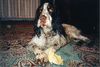 English Springer Spaniel Hund