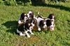 English Springer Spaniel Hund