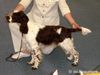 English Springer Spaniel Hund