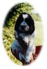 English Springer Spaniel Hund