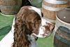 English Springer Spaniel Hund