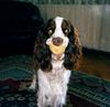 English Springer Spaniel Hund