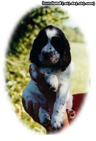 English Springer Spaniel Unsere kleine Ronja....