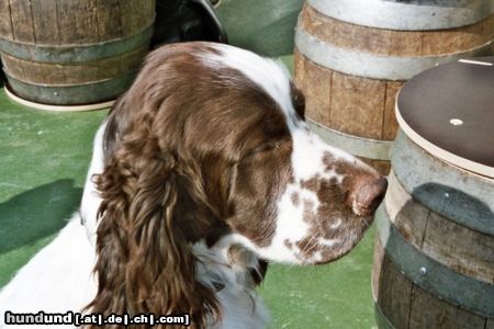 English Springer Spaniel Sama (Apollo vom Springer-Clan)