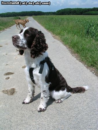 English Springer Spaniel Quasie 