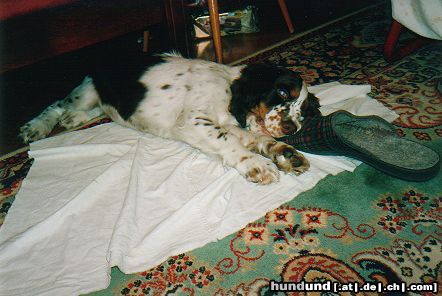 English Springer Spaniel D'Atragnag und der Schuh !