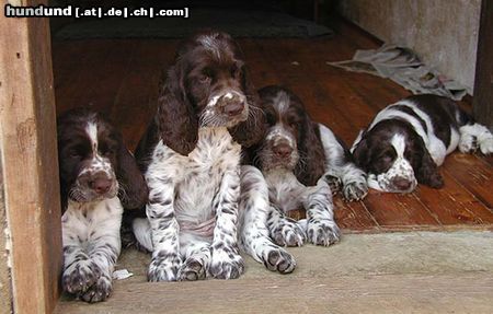 English Springer Spaniel Welcome in our house