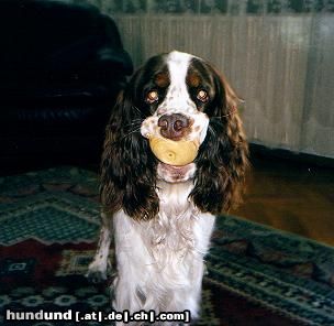 English Springer Spaniel ...und manchmal nimmt D'Artagnan den Mund zu voll !