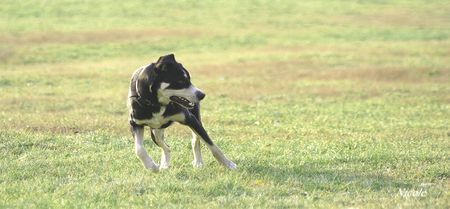 Entlebucher Sennenhund Huch 