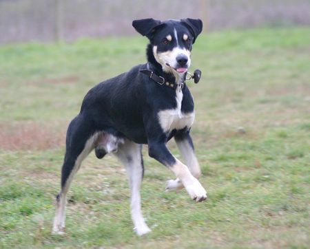 Entlebucher Sennenhund Bin schon da