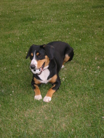 Entlebucher Sennenhund Venya