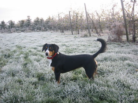 Entlebucher Sennenhund Venya