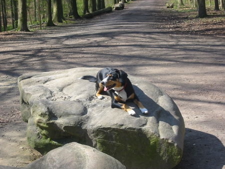 Entlebucher Sennenhund Venya