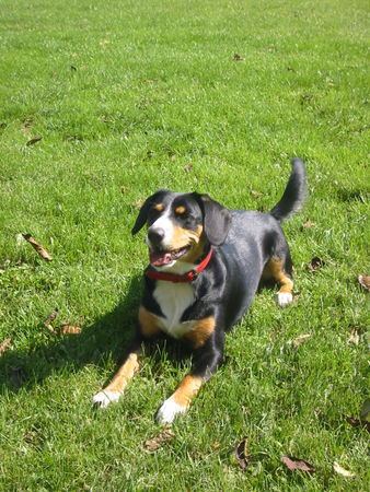 Entlebucher Sennenhund Venya