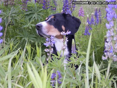 Entlebucher Sennenhund Addy