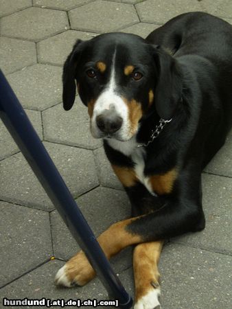 Entlebucher Sennenhund Addy (4 Jahre)