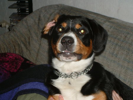 Entlebucher Sennenhund Das ist meiner...........