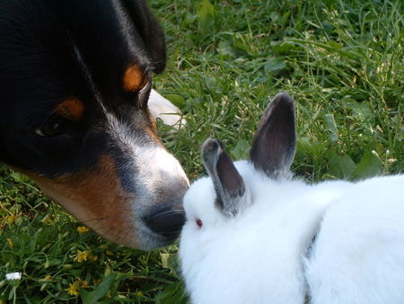 Entlebucher Sennenhund Hallo Kumpel!!!!!!!!!!