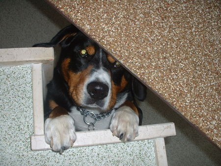 Entlebucher Sennenhund kuckuck..........