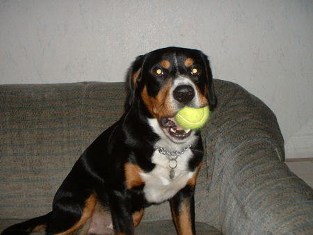 Entlebucher Sennenhund Das ist meiner...........