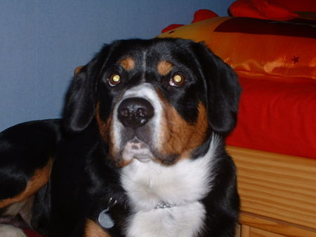 Entlebucher Sennenhund Mein Lieblingsplatz!!!  Kapiert???