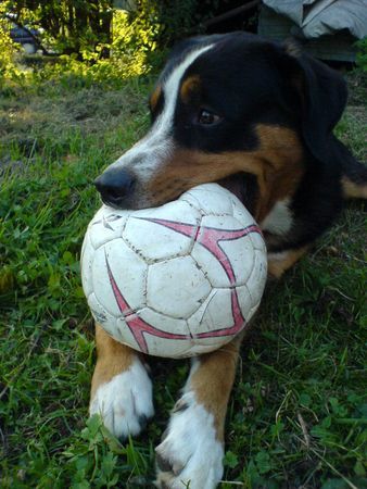 Entlebucher Sennenhund taro