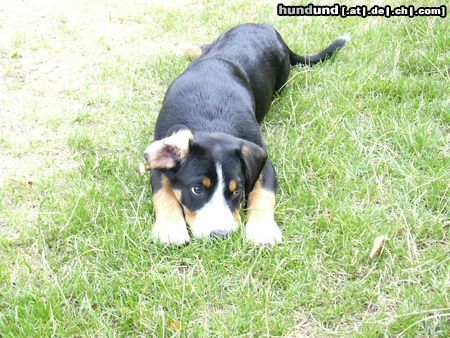 Entlebucher Sennenhund Ich war das nicht