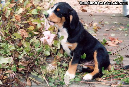 Entlebucher Sennenhund Nando von Garstneck 10 Wochen