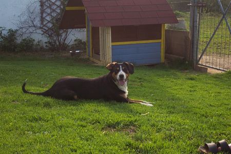 Entlebucher Sennenhund Entlebuchersennenhunde aus Hobbyzucht zeitweisse zu verkaufen