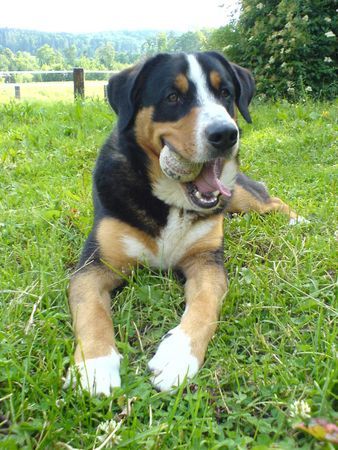 Entlebucher Sennenhund taro