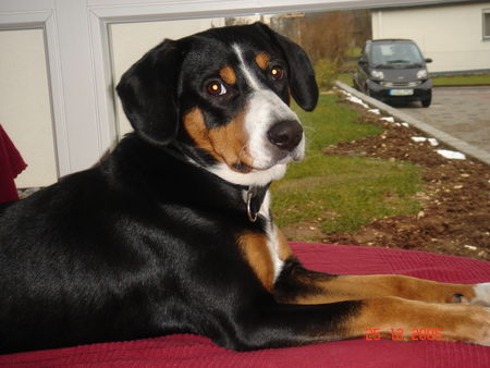 Entlebucher Sennenhund An-xi