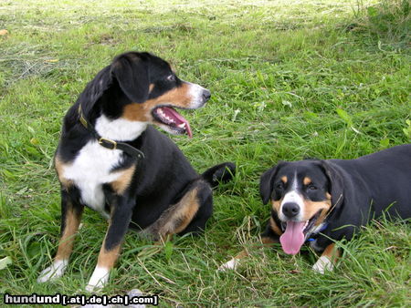 Entlebucher Sennenhund unsere Entlebucher Trudi und Emmi