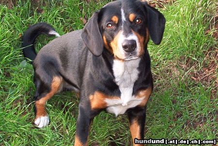 Entlebucher Sennenhund Donna