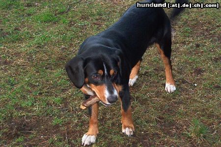 Entlebucher Sennenhund Donna hat immer Lust zum spielen