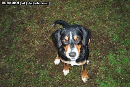 Entlebucher Sennenhund