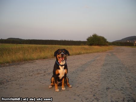 Entlebucher Sennenhund Calvin von der Linde 19 monate