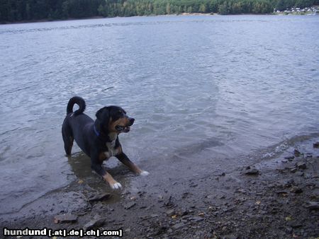 Entlebucher Sennenhund Calvin von der Linde 19 monate