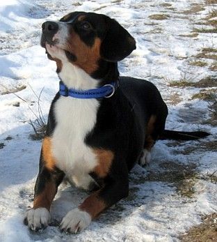 Entlebucher Sennenhund Kessy 