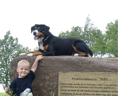 Entlebucher Sennenhund Kimba 