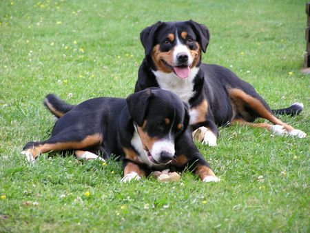 Entlebucher Sennenhund Balu und Kira beim Relaxen