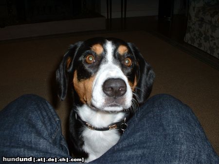 Entlebucher Sennenhund Unser Entlebucher Sennenhund Randa des joyeuses gambades