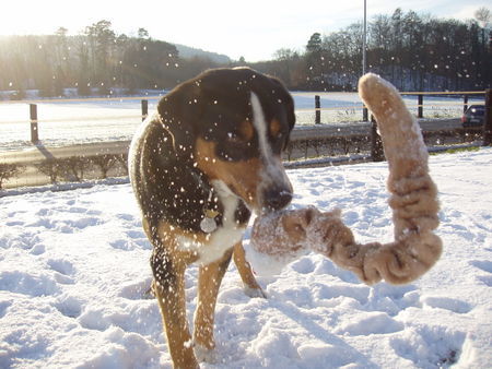 Entlebucher Sennenhund taro