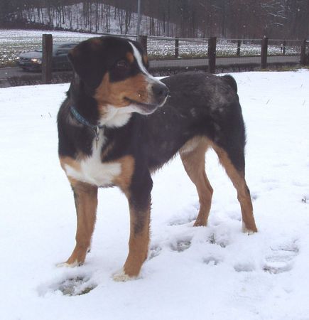 Entlebucher Sennenhund taro