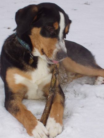 Entlebucher Sennenhund taro