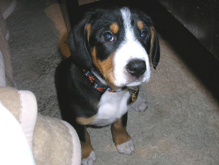 Entlebucher Sennenhund An-xi mit 9 Wochen