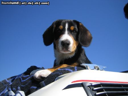 Entlebucher Sennenhund