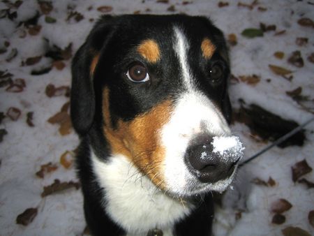 Entlebucher Sennenhund Erster Schnee !