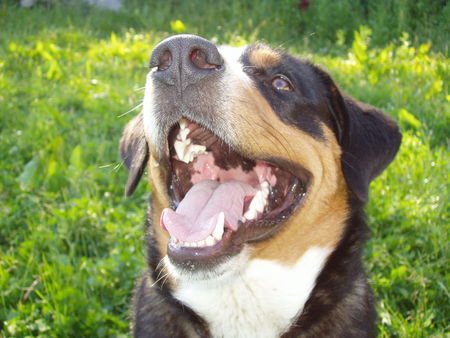 Entlebucher Sennenhund taro